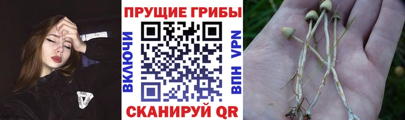 Галлюциногенные грибы ЛСД Купить Завитинск